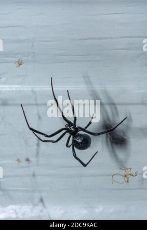 Weibliche Western Black Widow Spider (Latrodectus hesperus) - Draufsicht, (zeigt keine rote Stundenglasmarkierung, die auf der Unterseite des Körpers ist.) November Stockfoto