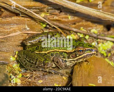 Junger Leopardenfrosch (Lithobates/Rana pipiens), der sich an der Küste des Feuchtgebiets befindet, Castle Rock Colorado USA. Foto aufgenommen im August. Stockfoto