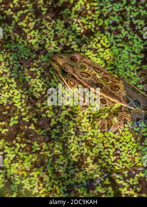 Plains Leopard Frog (Lithobates blairi) versteckt sich in Entenkraut von Feuchtgebieten Kattail Sumpfgebiet, Castle Rock Colorado USA. Foto aufgenommen im August. Stockfoto