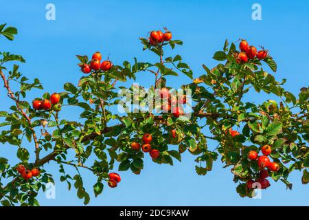 Rote Hagebutten stechen auf wildem Rosenbusch (Rosoa acicularis) vor blauem Himmel hervor, Castle Rock Colorado USA. Foto aufgenommen im November. Stockfoto