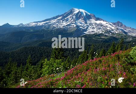 WA18291-00...WASHINGTON - Rote Heidekraut blüht auf einer Wiese entlang des Pinnacle Peak Saddle Trail im Mount Rainier National Park. Stockfoto