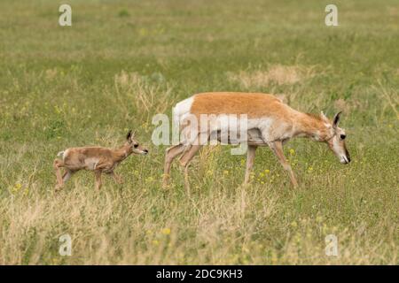 Junge Rehkitz folgt ihrer Mutter, während sie in Yellowstone grast Nationalpark Stockfoto