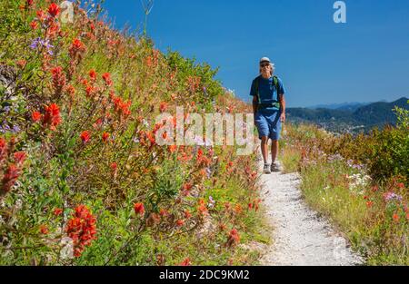 WA18304-05...WASHINGTON - Wandern auf einem mit Blumen gesäumten Pfad im Mount St. Helens National Volcanic Monument, 40 Jahre nach dem Ausbruch. Stockfoto