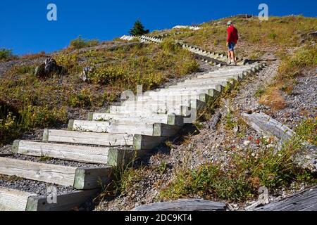 WA18315-00...WASHINGTON - Wanderweg zum Windy Ridge Aussichtspunkt im Mount St. Helens National Volcanic Monument. Stockfoto