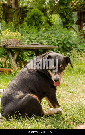 schweizer appenzeller sennenhund sitzt im Gras im Garten Stockfoto