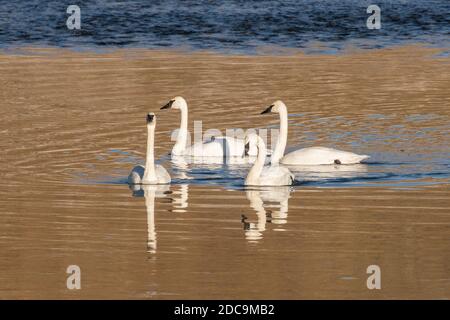 Trompeter Swans im Yellowstone River im Yellowstone National Park Stockfoto