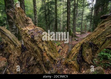 Wurzeln eines gefallenen Baumes im Nationalpark auf spanisch pyrenäen Stockfoto