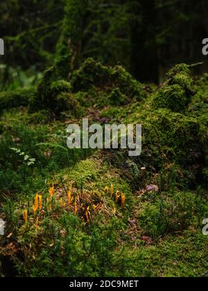 Orangenkorallenpilz auf moosbewachsenem Waldboden Stockfoto