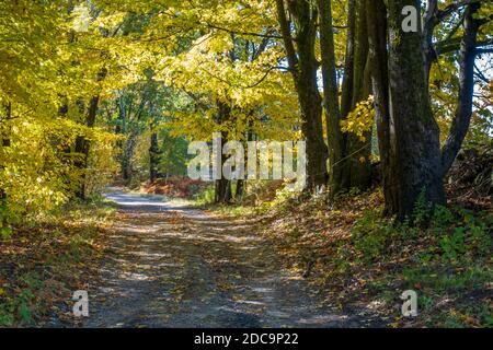 Eine alte unbefestigte Straße mit bunten Bäumen im ländlichen Phillipston, Massachusetts gesäumt Stockfoto