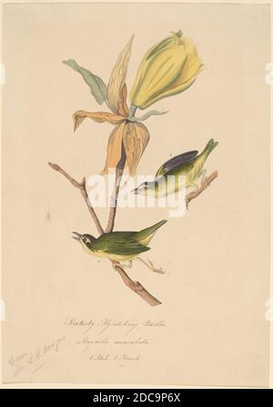 John Woodhouse Audubon, (Künstler), Amerikaner, 1812 - 1862, Kentucky Fliegenfänger-Waldsänger, 1830er Jahre, Stift und schwarz-graue Tinte mit Aquarell auf Wovepaper, Blatt: 27.6 × 19.3 cm (10 7/8 × 7 5/8 Zoll Stockfoto