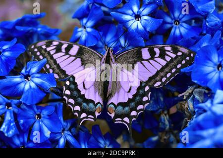 Exotischer purpurner Schmetterling sammelt Pollen aus den leuchtend blauen Blüten in den Tropen. Schönheit in wilder Natur und Tieren. Insekten Hintergründe Stockfoto