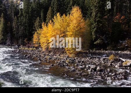 WA17883-00....WASHINGTON - Aspen Bäume und der Wenatchee Fluss in der Tumwater Canyon entlang des Highway 2 Stockfoto