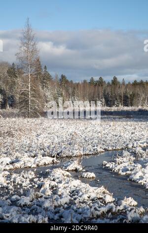 Erster Schnee im Sumpf Stockfoto