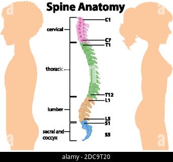 Anatomie der Wirbelsäule oder Wirbelsäulenkurven Infografik Stock Vektor