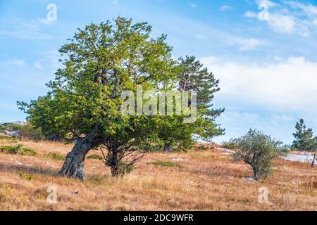 Einsamer alter Baum im Herbstgras. Alter Ahornbaum unter anderen Bäumen am Rande der Lichtung im Herbsttag Stockfoto