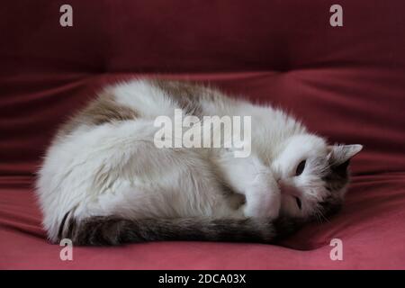 Eine Katze rollte sich auf einem roten Veloursessel zusammen. Stockfoto