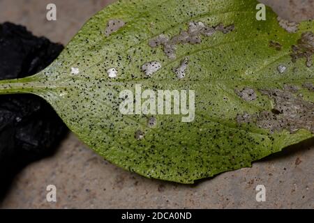 Blatt der Süßes Basilikum Pflanze der Art Ocimum Basilikum von Mottenlarven betroffen Stockfoto