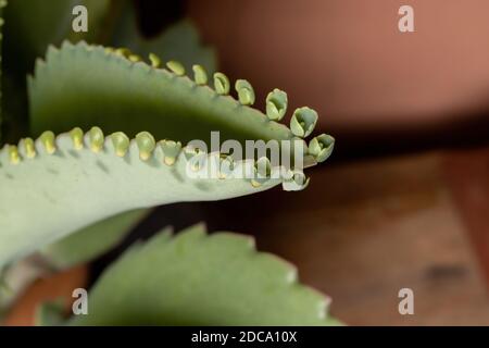 Details der Blätter einer krampfartigen Pflanze der Art Kalanchoe laetivirens Stockfoto