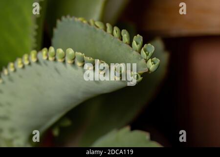 Details der Blätter einer krampfartigen Pflanze der Art Kalanchoe laetivirens Stockfoto