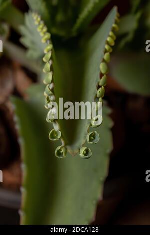 Details der Blätter einer krampfartigen Pflanze der Art Kalanchoe laetivirens Stockfoto