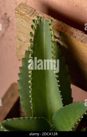 Details der Blätter einer krampfartigen Pflanze der Art Kalanchoe laetivirens Stockfoto