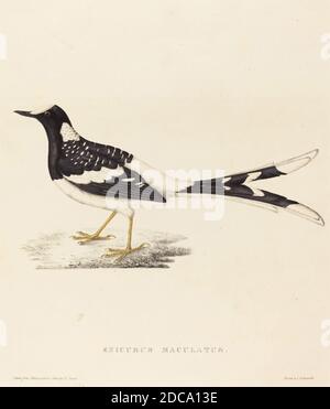 Elizabeth Gould, (Künstlerin), British, 1804 - 1841, Enicurus maculatus (Spotted Forktail), handkolorierte Lithographie Stockfoto