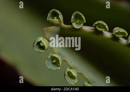 Details der Blätter einer krampfartigen Pflanze der Art Kalanchoe laetivirens Stockfoto