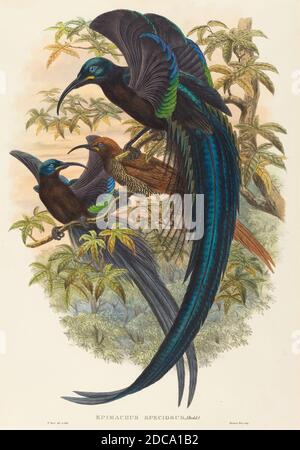 W. Hart, (Künstler), Brite, aktiv 1851 - 1898, Epimachus speciosus (Sichelschnabel Vogel des Paradieses), handkolorierte Lithographie Stockfoto