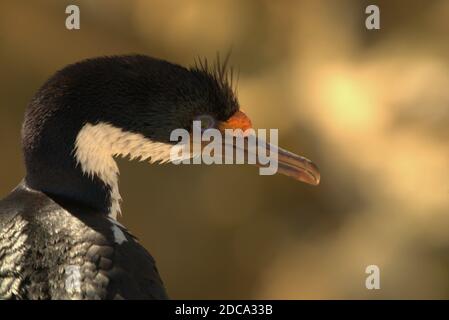 Eine große Nahaufnahme des Kopfes eines Blue-Eyed Shag. Stockfoto