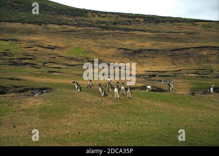 Magellanic Pinguine zu Fuß auf dem Grasland. Stockfoto