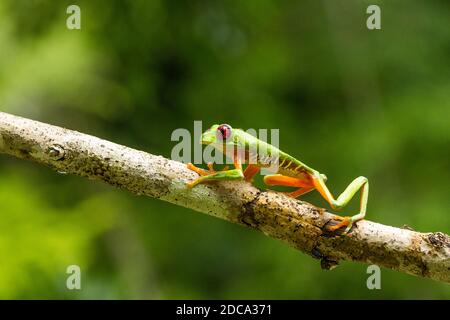 Ein Rotäugiger Baumfrosch oder Rotäugiger Blattfrosch, Agalychnis callidyas, kriecht auf einem Zweig im tropischen Regenwald von Costa Rica. Stockfoto