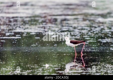 Schwarzflügelige Stit Fütterung auf Augenhöhe in natürlichen Teich. Stockfoto