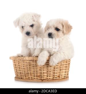 Junge Bichons Frise vor weißem Hintergrund Stockfoto