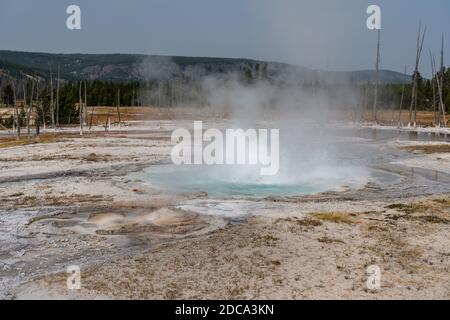 Der Spouter Geyser eruptiert heißes Wasser und Dampf im Black Sand Basin des Yellowstone National Park in Wyoming, USA. Dahinter ist der opaleszierende Pool. Stockfoto