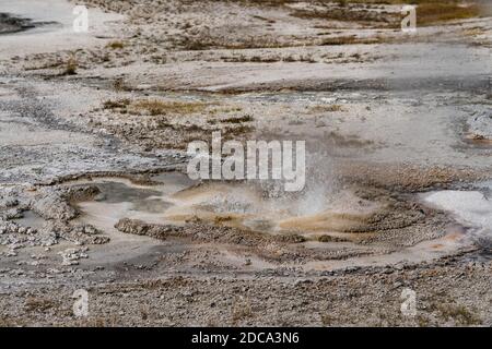 Der kleine Schulter-Mini-Geysir des Spouter Geysir spuckt Dampf und heißes Wasser im Black Sand Basin des Yellowstone National Park in Wyoming, USA. Stockfoto