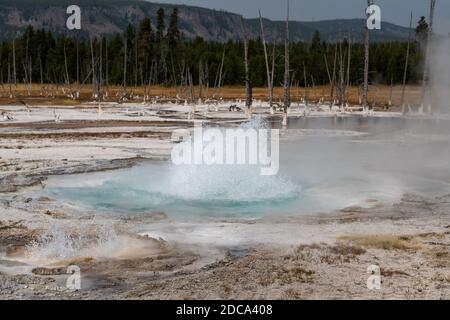 Der Spouter Geyser und sein Seitenausbruch im Black Sand Basin des Yellowstone National Park in Wyoming, USA. Stockfoto