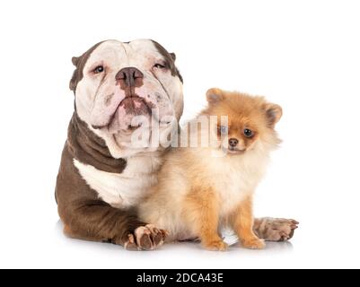 American bully und spitz vor weißem Hintergrund Stockfoto