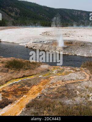Wasser aus heißen Quellen mit einer Matte aus bunten Thermophilie Bakterien fließen in Iron Spring Creek, wenn Cliff Geyser ausbricht Im Black Sand Basin of Ye Stockfoto