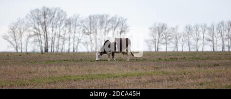 Nahaufnahme einer einseitigen schwarz-weißen Kuh auf dem Feld. Bäume und grauer Himmel sind im Hintergrund verschwommen. Spätherbst. Panorama. Aufnahme. Altai Stockfoto