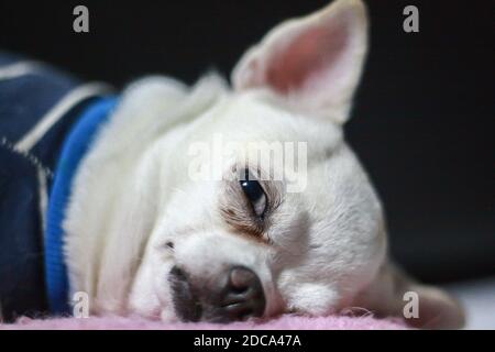 Weiße Chihuahua Welpen schlafen Stockfoto