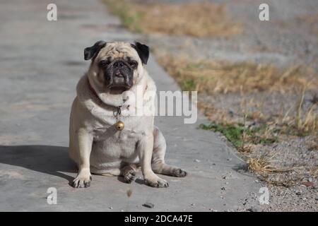 Mops Hund sitzt auf dem Boden mit Sonnenlicht Stockfoto