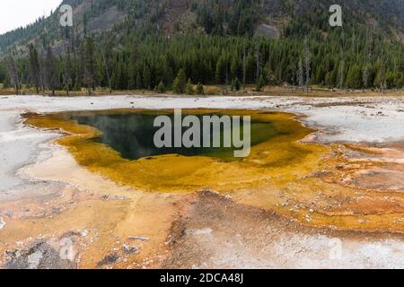 Gelbe thermophile Bakterien leben an den Wänden des Emerald Pools im Black Sand Basin im Yellowstone National Park, Wyoming, USA. Stockfoto