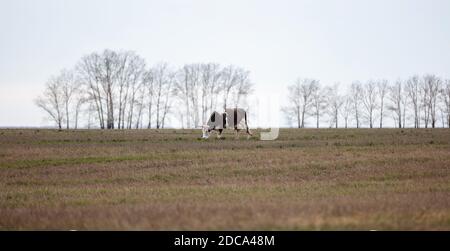 Entfernte Seitenaufnahme einer einseitigen schwarz-weißen Kuh auf dem Feld. Bäume und grauer Himmel sind im Hintergrund verschwommen. Spätherbst. Panorama. Aufnahme. Alt Stockfoto