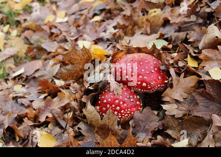 Zwei Amanita muscaria Fly agaric Fly amanita im Herbstlaub Stockfoto