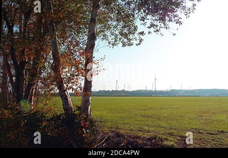 Gruppe von Birken im Herbst. Windturbinen in der Ferne. Stockfoto