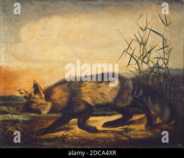 John Woodhouse Audubon, (Maler), Amerikaner, 1812 - 1862, Long-Tailed Red Fox, 1848/1854, Öl auf Leinwand, insgesamt: 56.2 x 69.3 cm (22 1/8 x 27 5/16 Zoll), gerahmt: 62.6 x 75.7 x 4.1 cm (24 5/8 x 29 13/16 x 1 5/8 Zoll Stockfoto