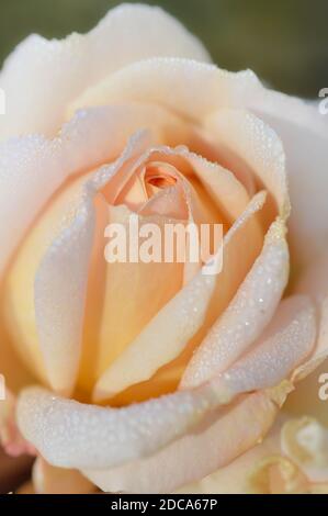 Pfirsichrose aus nächster Nähe nach Regen mit Wassertropfen. Regentropfen auf einer nahen Rosenblüte. Stockfoto