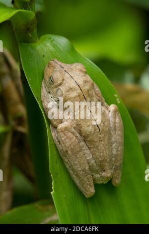 Rosenbergs Gladiator Frosch, Hypsiboas Rosenbergi ist eine nachtaktive Laubfrosch im tropischen Regenwald von Costa Rica, Kolumbien gefunden. Stockfoto