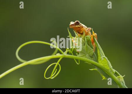 Hourglass Treefrog, Dendropsophus ebraccatus, ist ein nachtaktiver Baumfrosch, der in tropischen Regenwäldern von Mexiko bis Ecuador gefunden wird. Fotografiert in Costa Ri Stockfoto