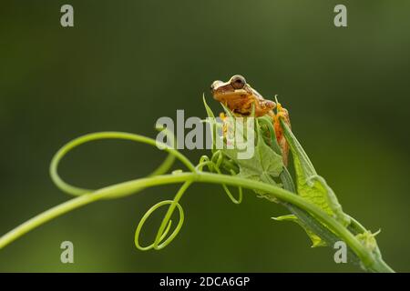 Hourglass Treefrog, Dendropsophus ebraccatus, ist ein nachtaktiver Baumfrosch, der in tropischen Regenwäldern von Mexiko bis Ecuador gefunden wird. Fotografiert in Costa Ri Stockfoto